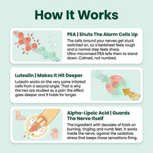 Pointex™ Nerve Support Complex | Ultra-Micronized PEA 900mg + ALA & Luteolin (60 Capsules)